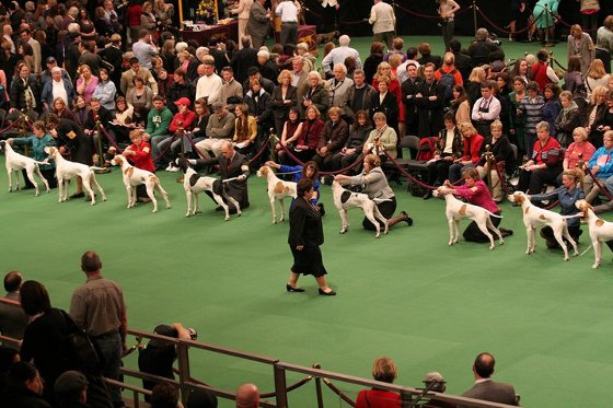 Westminster Kennel Club Dog Show