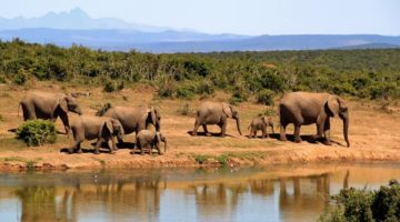 national film and video foundation south africa seeks advertising media branding marketing agency
