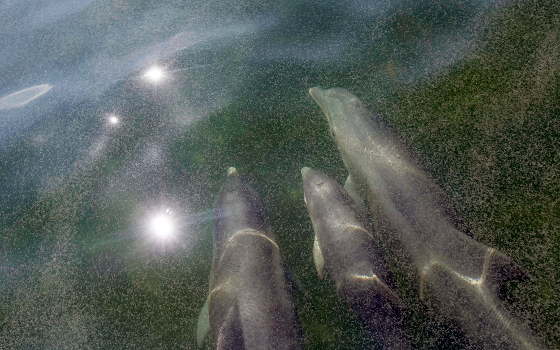 Dolphins under oil everything-pr