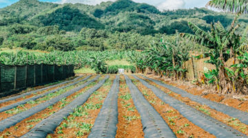 hawaii-farm