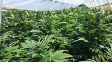 cbd