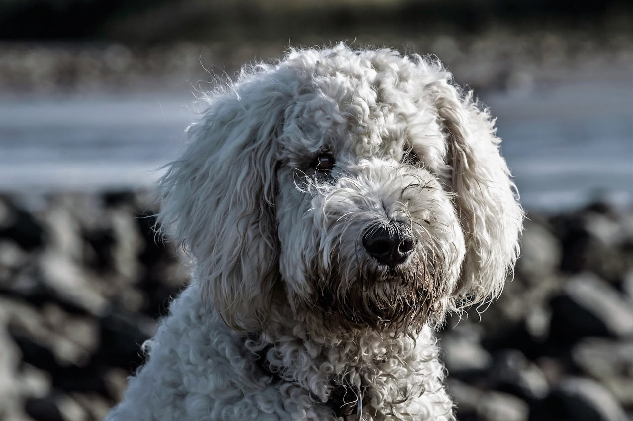 shaggy dog